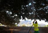El Ayuntamiento de Cartagena refuerza el riego de ficus monumentales durante el verano