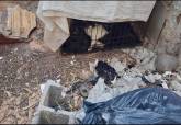 Ayuntamiento y protectoras rescatan a 24 gatos hacinados en unas ruinas de La Asomada