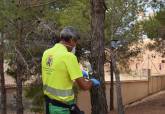 El Ayuntamiento de Cartagena inicia la nueva campa�a contra la procesionaria que proteger� a 6.000 pinos