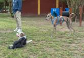 Presentaci�n Feria de Adopciones de Perros y Gatos junto al Cartagonova