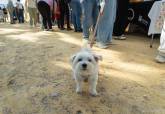Feria de adopci�n de Perros y Gatos
