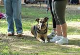 Feria de adopci�n de Perros y Gatos