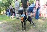 Feria de adopci�n de Perros y Gatos
