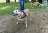 Feria de adopci�n de Perros y Gatos