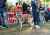 Feria de adopci�n de Perros y Gatos
