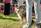 Feria de adopci�n de Perros y Gatos