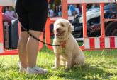 Feria de adopci�n de Perros y Gatos