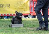 Feria de adopci�n de Perros y Gatos