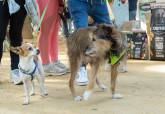 Feria de adopci�n de Perros y Gatos