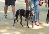 Feria de adopci�n de Perros y Gatos