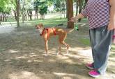 Feria de adopci�n de Perros y Gatos