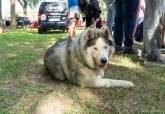 Feria de adopci�n de Perros y Gatos