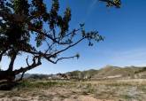 En primer t�rmino, algarrobo en la zona oeste del Campo de Cartagena