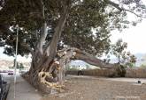 Retirada de la rama ca�da del ficus centenario de la Muralla del Mar