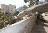 Retirada de la rama ca�da del ficus centenario de la Muralla del Mar