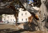 Retirada de la rama ca�da del ficus centenario de la Muralla del Mar