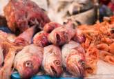 Proyecto Pescados con Arte, en el Mercado Santa Florentina