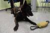 La ESPAC alberga un curso bsico sobre gua canino en el mbito policial